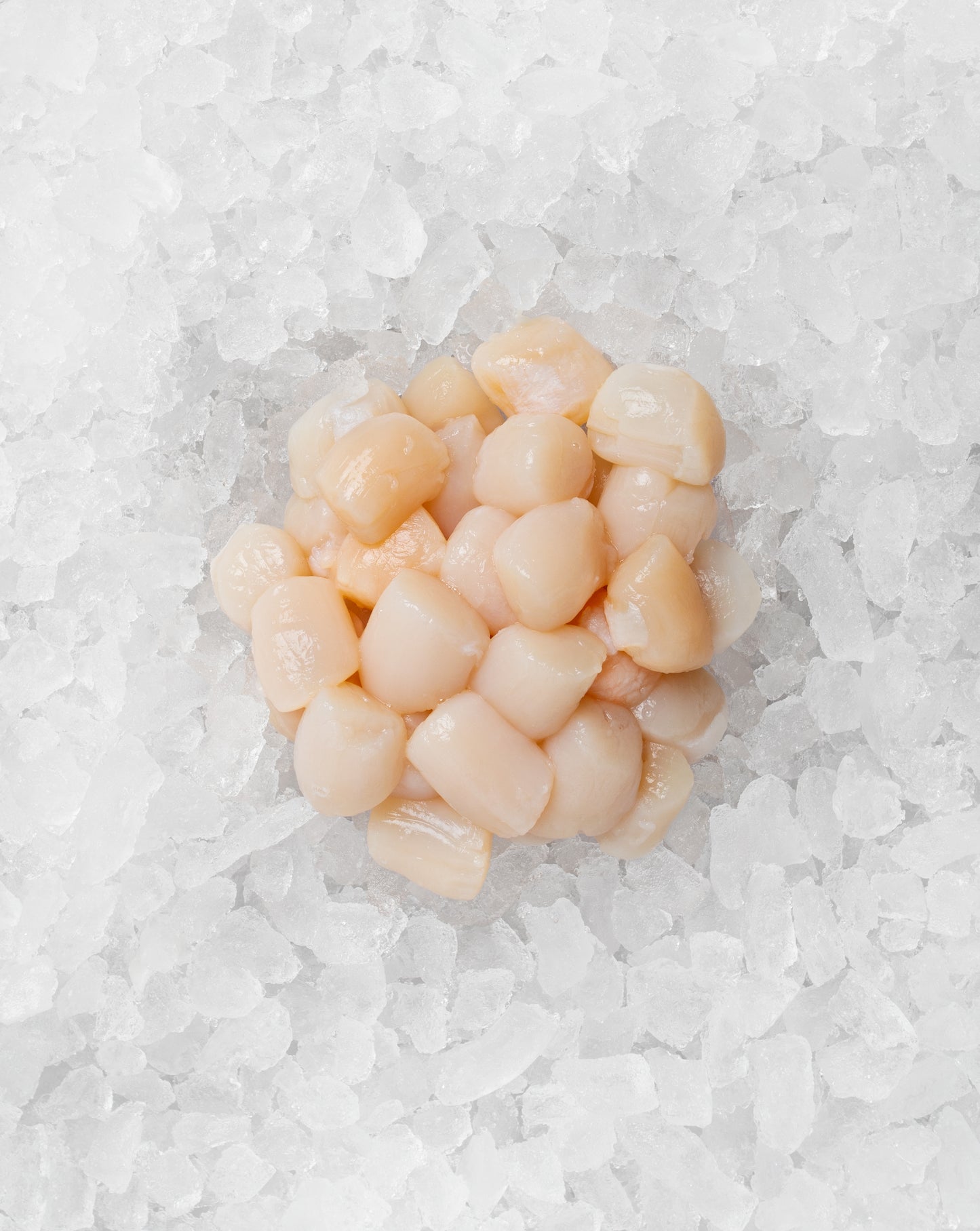 Bay Scallops