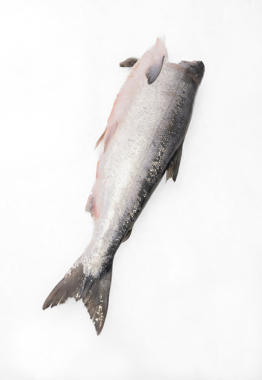 Copper River SOCKEYE Salmon - Whole Fish