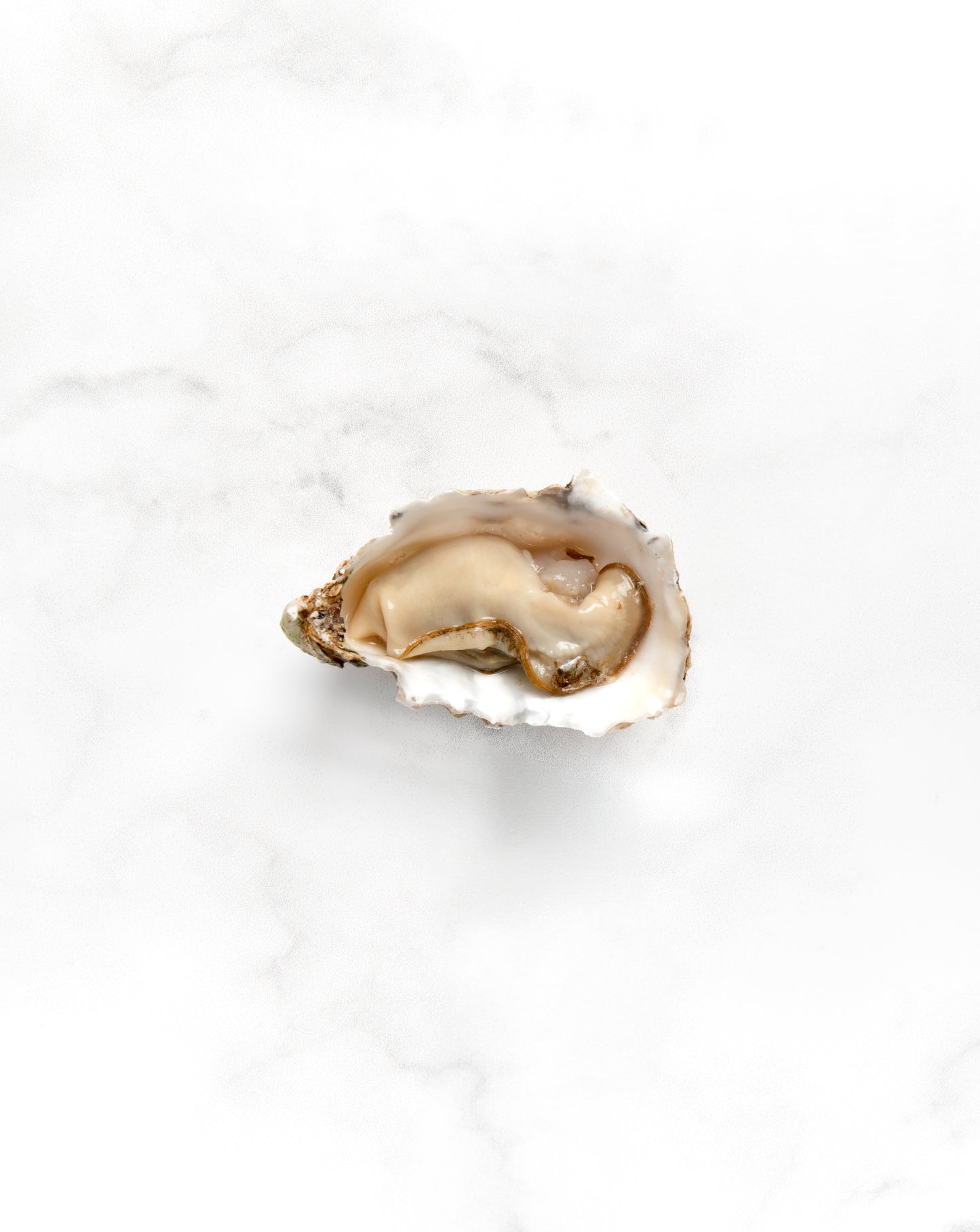 Pacific Oysters
