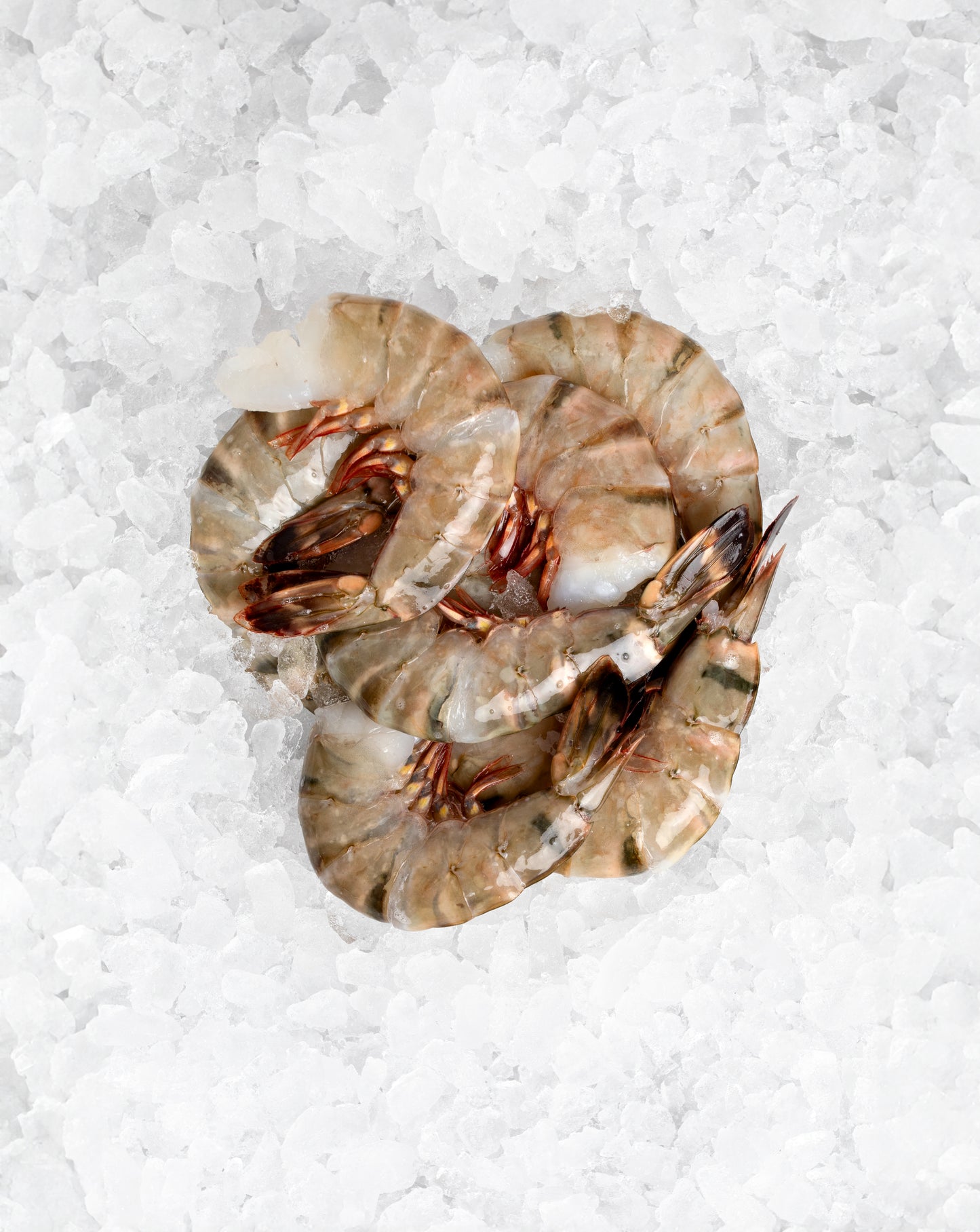 Medium Raw Shrimp