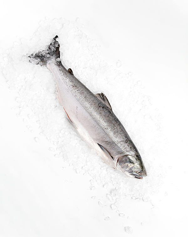 Pacific Northwest Silver Salmon Whole Fish