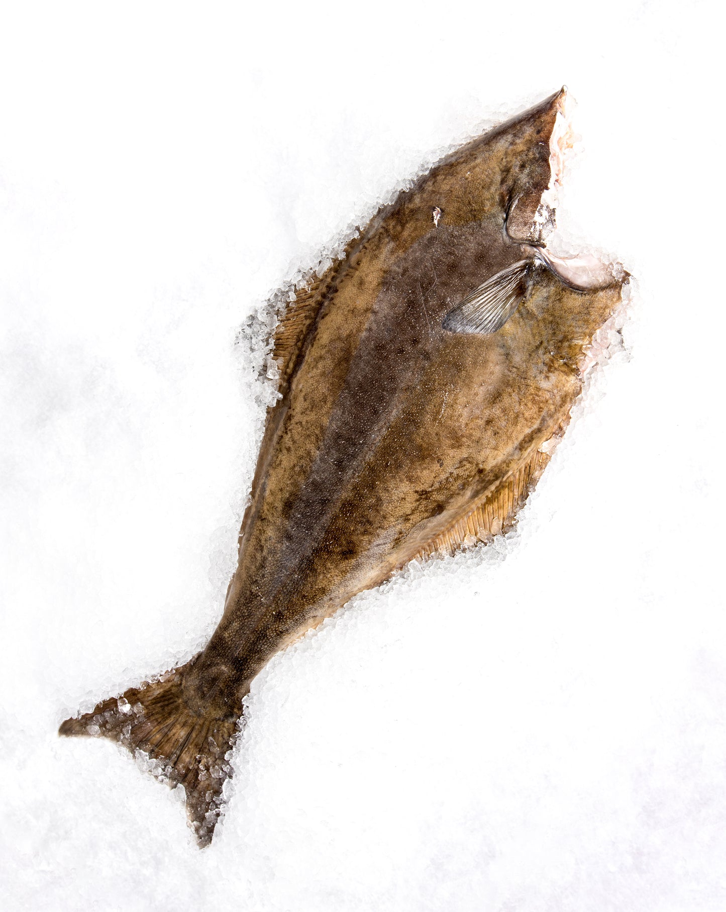 Halibut Whole Fish