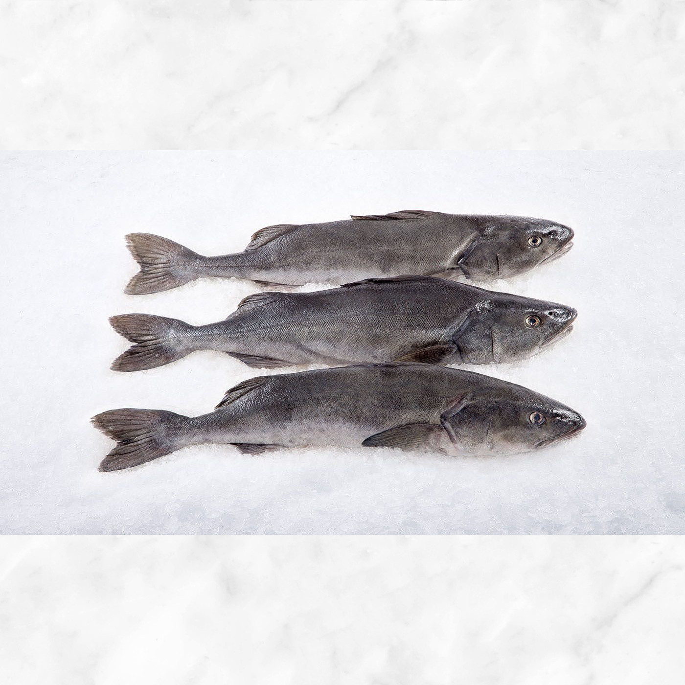 Black Cod Whole Fish