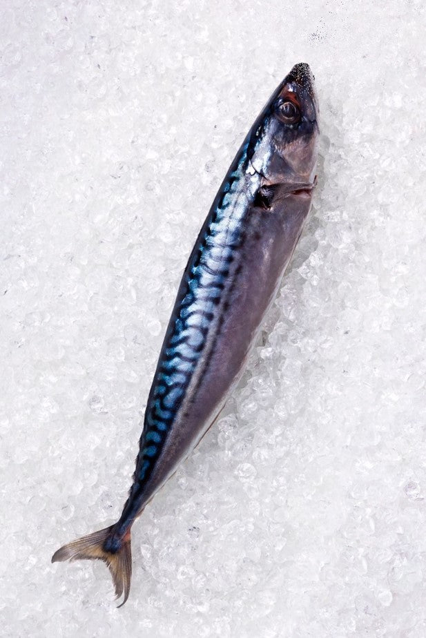 Mackerel Whole Fish