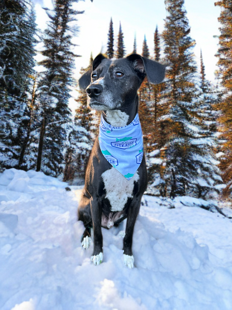 Pet Bandanna