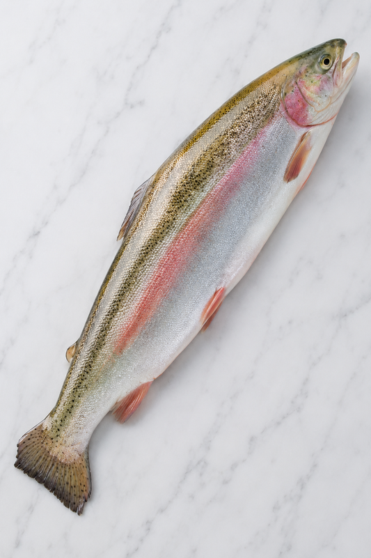 Whole Steelhead Salmon