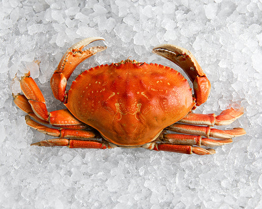 Dungeness Crab Whole