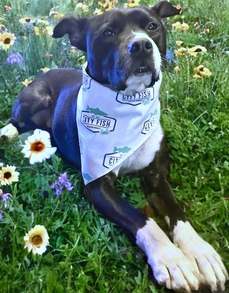 Pet Bandanna