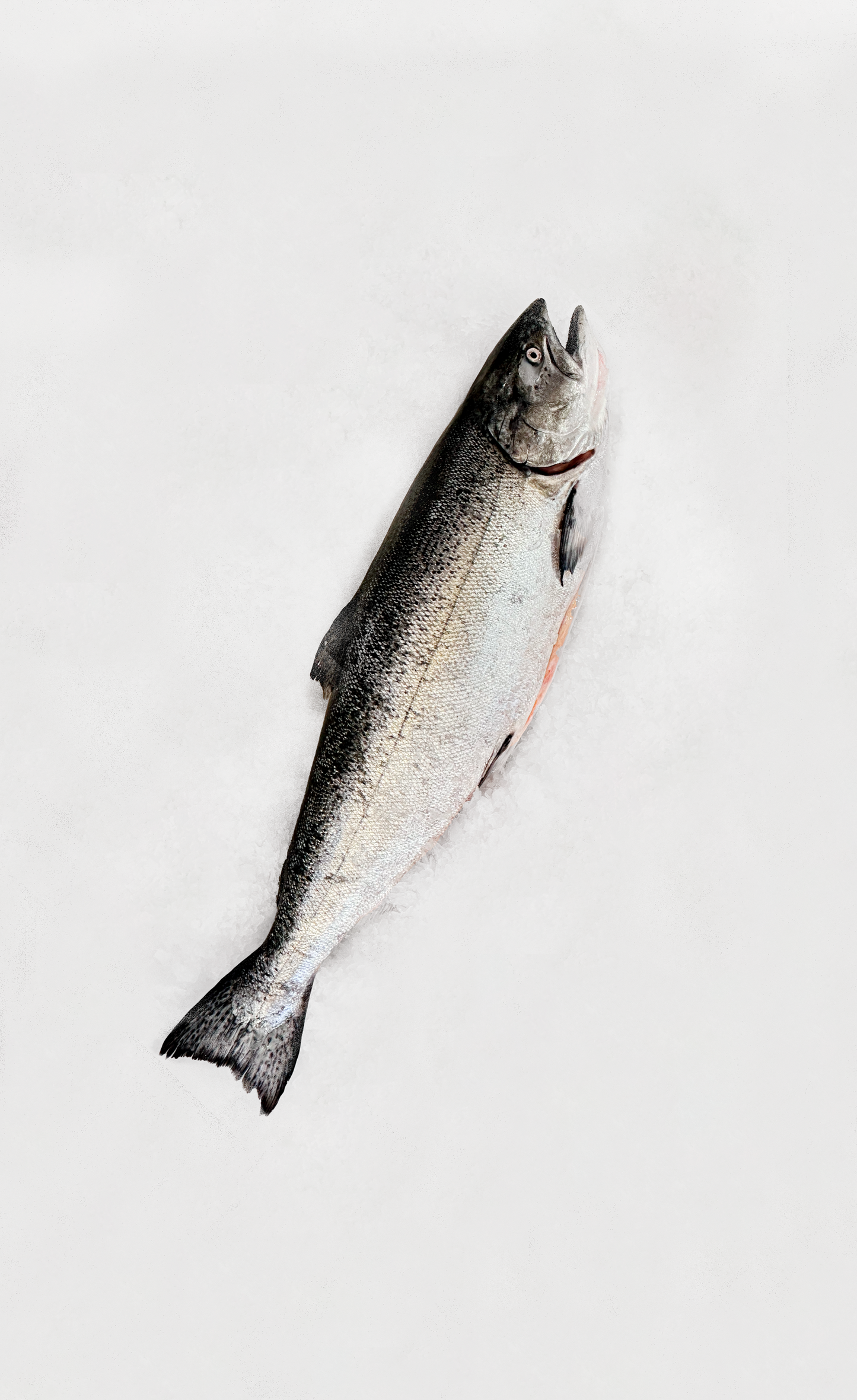 Pacific Whole Salmon