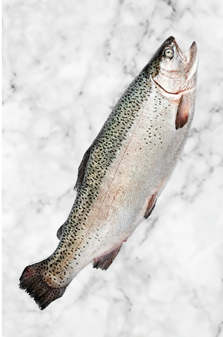Trout Whole Fish