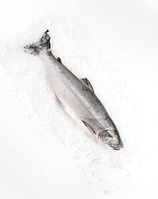 Alaskan Silver Salmon Whole Fish