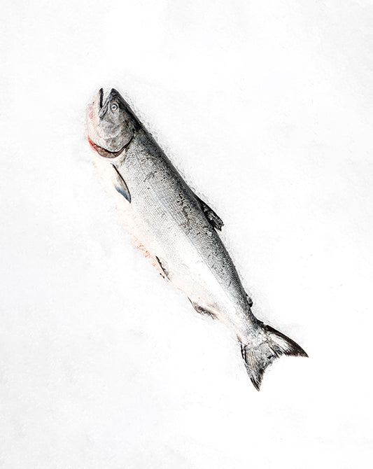 Alaskan King Salmon Whole Fish - Wild